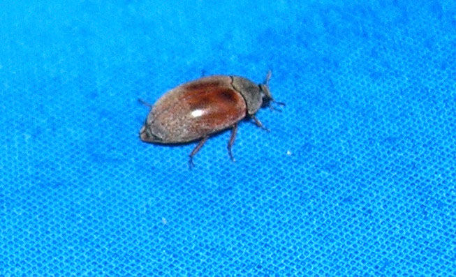 Spesso visto e spesso ignorato: Attagenus sp.